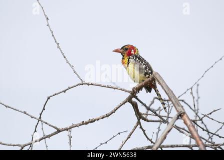 barbet rosso e giallo (Trachyphonus erythrocephalus) Foto Stock