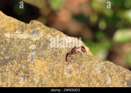 I coleotteri di fuoco in estate sulla pietra Foto Stock