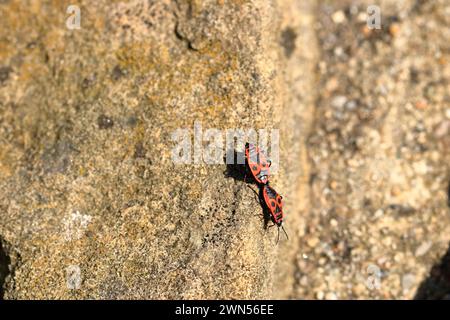 I coleotteri di fuoco in estate sulla pietra Foto Stock