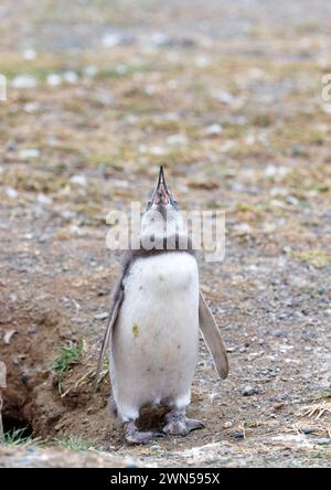 Pinguino Magellanico giovanile a isla magdalena, cile, punta arenas. Foto Stock