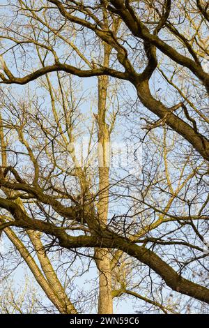 Tronchi e rami di alberi senza fogliame in una foresta, alberi con cielo blu sullo sfondo Foto Stock
