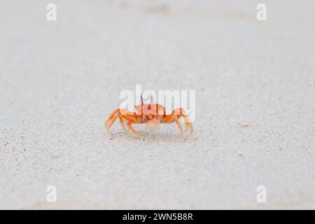 Runnign di granchio fantasma delle Galapagos sulla sabbia di Ocypode gaudichaudii nelle Isole Galapagos, Ecuador Foto Stock