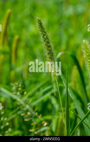 Setaria cresce nel campo in natura. Foto Stock