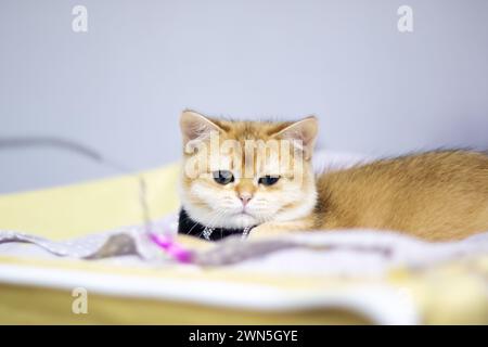 Ritratto da vicino del gattino scozzese a casa Foto Stock