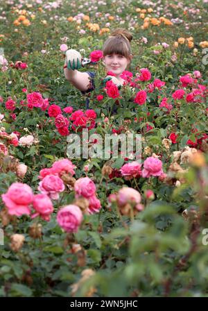 28/08/12 Rose Breeding Assistant, Rhian Kearney, 22 anni, controlla le piante di rose di quest'anno. Questo maltempo summerÕs può essere un soggetto spinoso per ga Foto Stock