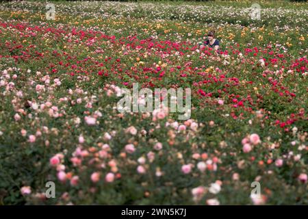 28/08/12 Rose Breeding Assistant, Rhian Kearney, 22 anni, controlla le piante di rose di quest'anno. Questo maltempo summerÕs può essere un soggetto spinoso per ga Foto Stock