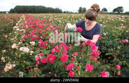 28/08/12 Rose Breeding Assistant, Rhian Kearney, 22 anni, controlla le piante di rose di quest'anno. Questo maltempo summerÕs può essere un soggetto spinoso per ga Foto Stock