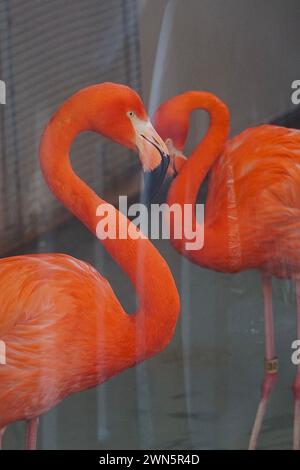 Fenicotteri nel recinto dello zoo, a forma di cuore Foto Stock