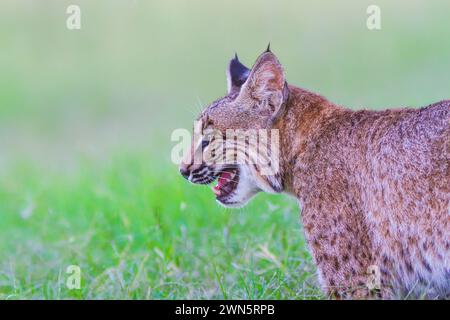 Addomesticazione Bobcat, Lynx rufus, sollevato come pet sin dalla nascita. Foto Stock