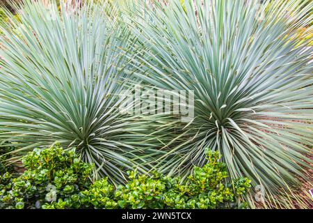 Natal Plum e Yucca se ne vanno Foto Stock