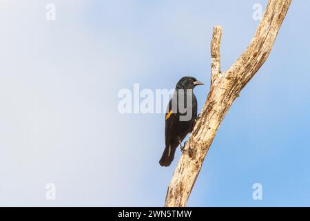Blackbird dalle ali rosse, Agelaius phoeniceus, nel Texas sudoccidentale. Foto Stock