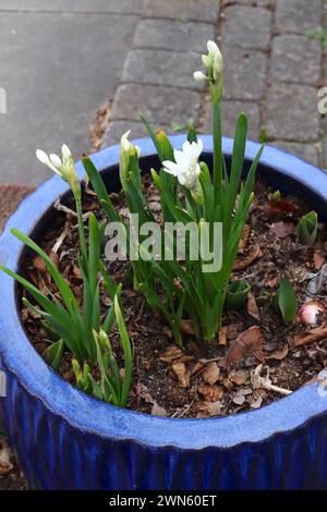 Bulbi primaverili Narcissus Paper White Foto Stock