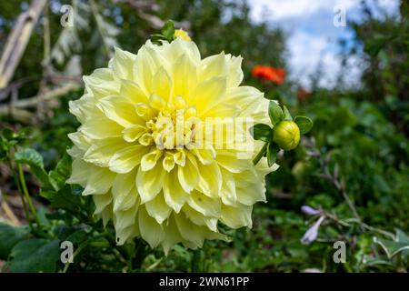 Primo piano di un canarino fubuki dahlia in fiore Foto Stock