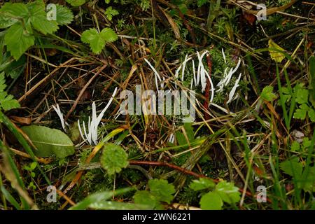 Clavaria fragilis "Fairy Fingers" Foto Stock