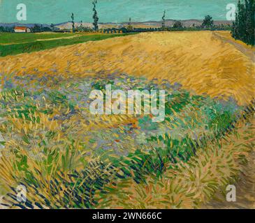 Van Gogh Vincent - Wheatfield (1888) Foto Stock