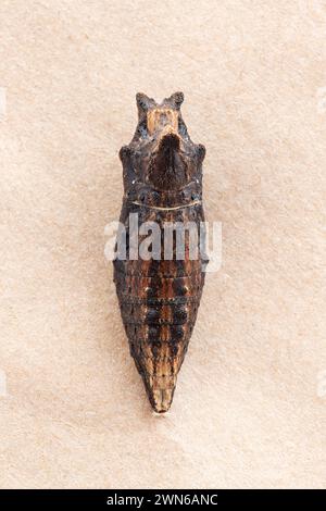 Macro di una tigre occidentale coda forduta (Papilio rutulus) farfalla crisalide Foto Stock