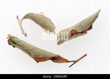 Macro di Promethea (Callosamia promethea) bozzoli di falena di seta - sfondo bianco Foto Stock