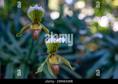 Fiori bianchi e gialli di pantofola di orchidea su foglie verdi e bokeh alla luce del sole Foto Stock