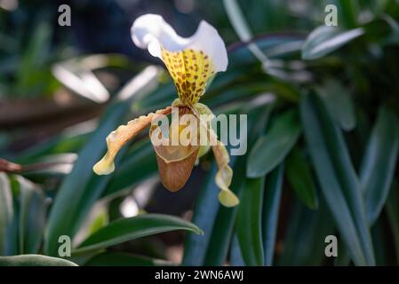 Fiori bianchi e gialli di pantofola di orchidea su foglie verdi e bokeh alla luce del sole Foto Stock