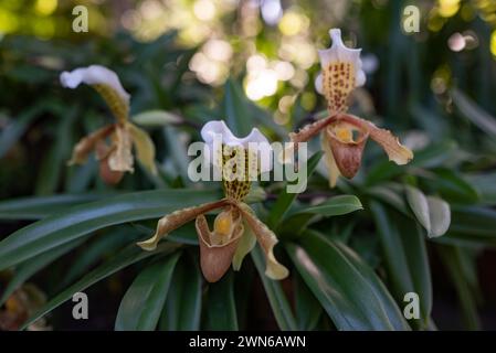 Fiori bianchi e gialli di pantofola di orchidea su foglie verdi e bokeh alla luce del sole Foto Stock