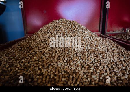 Cumulo di pellet di bio-carburante, vista ravvicinata, messa a fuoco selettiva. Foto Stock