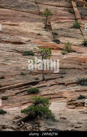 Strisce di erosione sul muro di scogliera nel Parco Nazionale di Zion Foto Stock