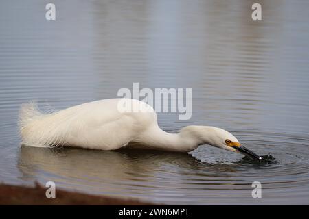 L'egretta innevata o la thula Egretta che produce bolle per attirare i pesci nel ranch dell'acqua Riparian in Arizona. Foto Stock