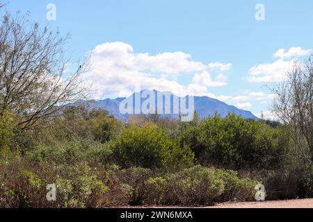 Vista delle montagne di San Tan attraverso un pennello dal Veteran's Oasis Park in Arizona. Foto Stock