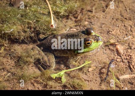 American bullfrog o Lithobates catesbeianus che riposano in uno stagno poco profondo presso il parco Veteran's Oasis in Arizona. Foto Stock