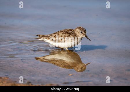 Almeno sandpiper o Calidris minutilla camminano nelle acque poco profonde di uno stagno presso il Riparian Water ranch in Arizona. Foto Stock