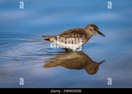 Almeno sandpiper o Calidris minutilla camminano in uno stagno nel Riparian Water ranch in Arizona. Foto Stock