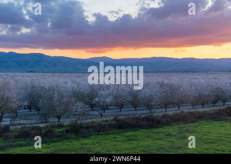 Suggestivo tramonto sui frutteti in fiore di Almond vicino a Modesto, Stanislaus County, California. Foto Stock