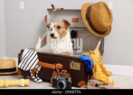 Viaggia con il tuo animale domestico. Cane, vestiti e valigia al chiuso Foto Stock