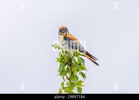 Un americano Kestrel che guarda lo spettatore mentre è appollaiato in cima a un ramo verde nel tempo di primavera. Foto Stock