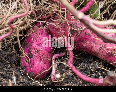 Patate dolci viola o rosse, germogli e radici che sono cresciuti e scavati da una pentola nell'orto della cucina Foto Stock