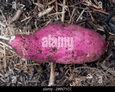 Patate dolci viola o rosse, germogli e radici che sono cresciuti e scavati da una pentola nell'orto della cucina Foto Stock