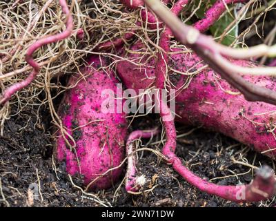 Patate dolci viola o rosse, germogli e radici che sono cresciuti e scavati da una pentola nell'orto della cucina Foto Stock