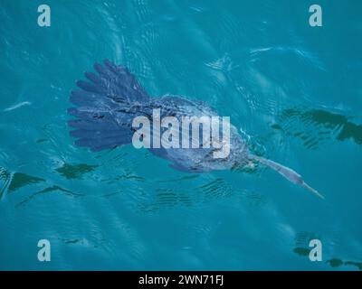 L'Australasian Darter Bird si tuffa sott'acqua attraverso le acque del Blue Harbour alla ricerca di cibo, dall'alto Foto Stock