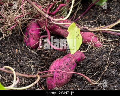 Patate dolci viola o rosse, germogli e radici che sono cresciuti e scavati da una pentola nell'orto della cucina Foto Stock