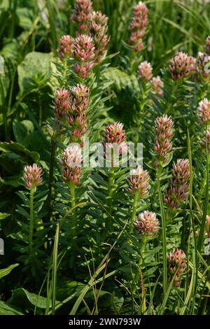 Lo scalogno rosso (Rhodiola rhodantha), o corona della regina, un tipo di sedum, cresce vicino al lago Marie sotto Medicine Bow Mountain nel Wyoming. Foto Stock