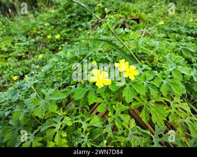 momordica charantia fiori gialli che crescono intorno al prato boscoso e selvaggio. Foto Stock