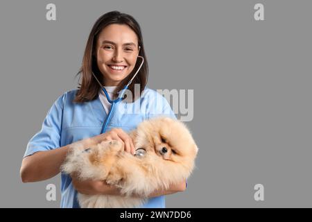 Veterinaria donna che esamina il cane Pomerania carino su sfondo grigio Foto Stock