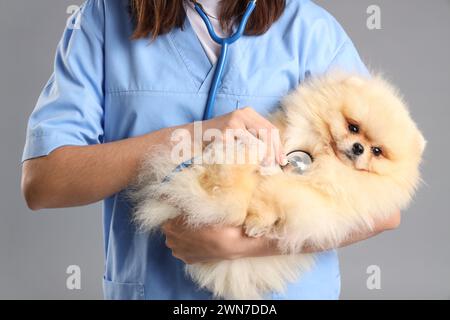 Veterinaria donna che esamina il cane Pomerania carino su sfondo grigio Foto Stock