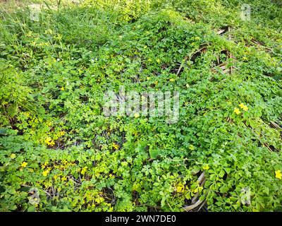 momordica charantia fiori gialli che crescono intorno al prato boscoso e selvaggio. Foto Stock