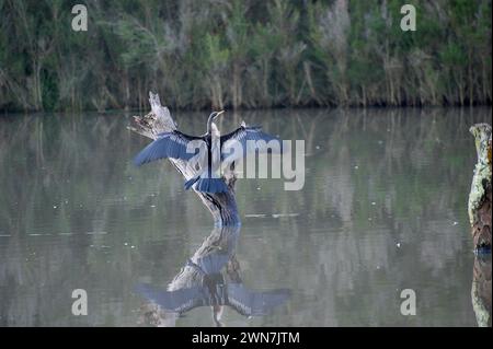 Il lago Jells Park è molto popolare tra gli uccelli acquatici - questo Darter (Anhinga melanogaster) stava asciugando le ali dopo un'immersione - si spera - di successo. Foto Stock