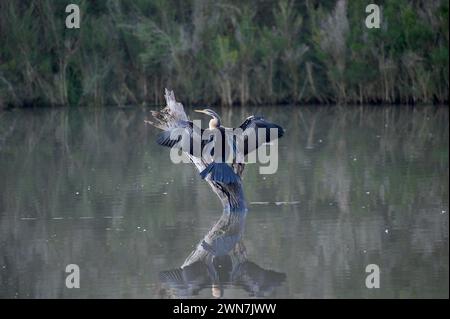 Il lago Jells Park è molto popolare tra gli uccelli acquatici - questo Darter (Anhinga melanogaster) stava asciugando le ali dopo un'immersione - si spera - di successo. Foto Stock