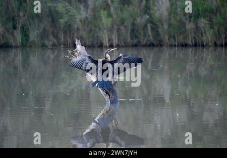 Il lago Jells Park è molto popolare tra gli uccelli acquatici - questo Darter (Anhinga melanogaster) stava asciugando le ali dopo un'immersione - si spera - di successo. Foto Stock