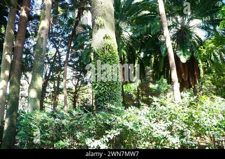 Pianta parassita che cresce sulla corteccia degli alberi Foto Stock