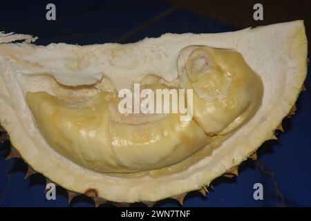 Foto ravvicinata del frutto duriano "Durio zibethinus" del re musang con polpa gialla dorata spessa e frutti tropicali Foto Stock