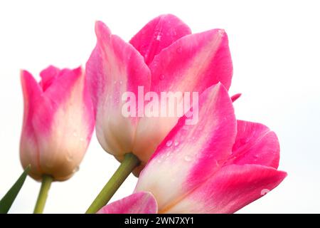 Sauternes tulip, scarpe di legno lampadina Co., Clackamas County, Oregon Foto Stock